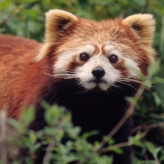 Red panda digital adoption - WWF-Canada