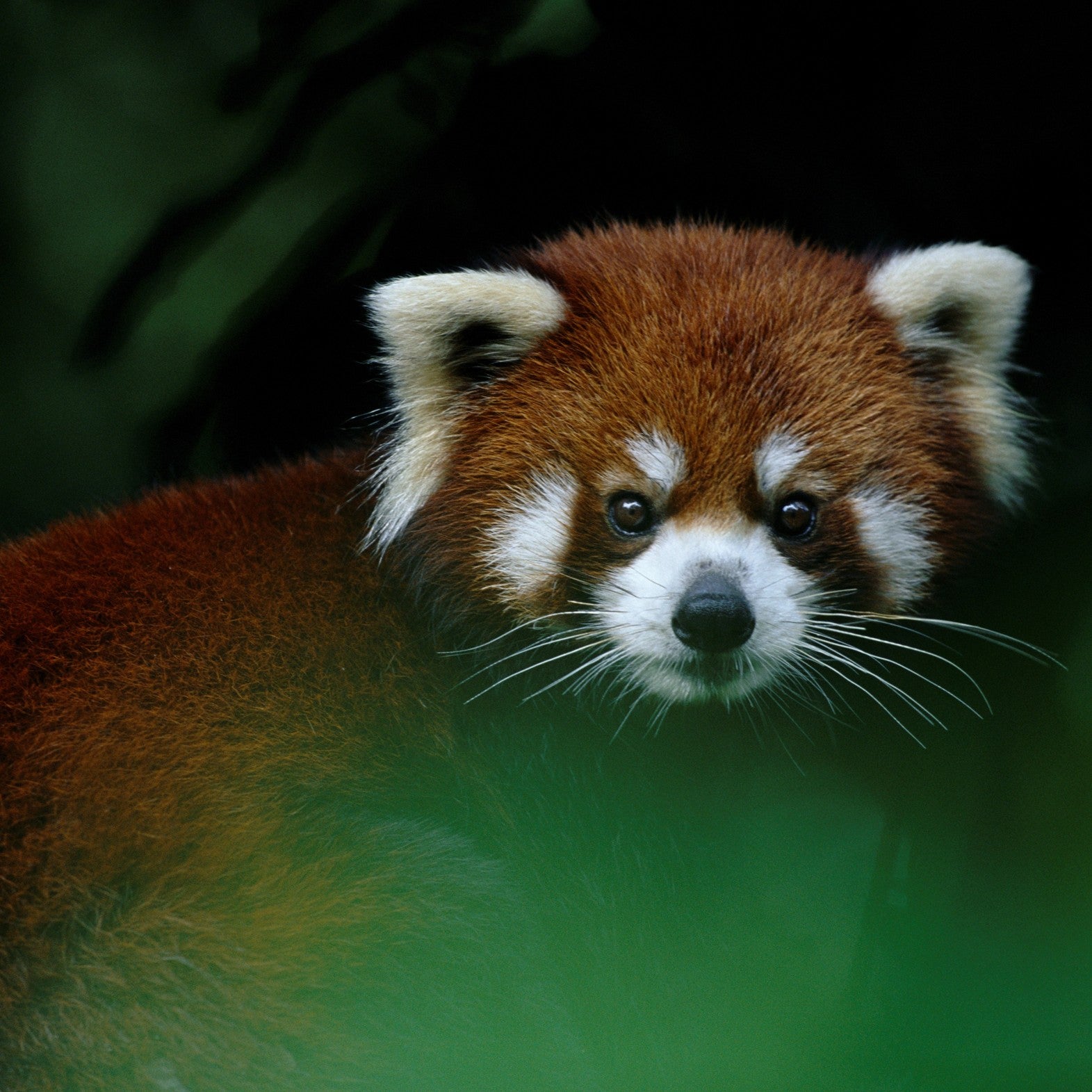 Red panda