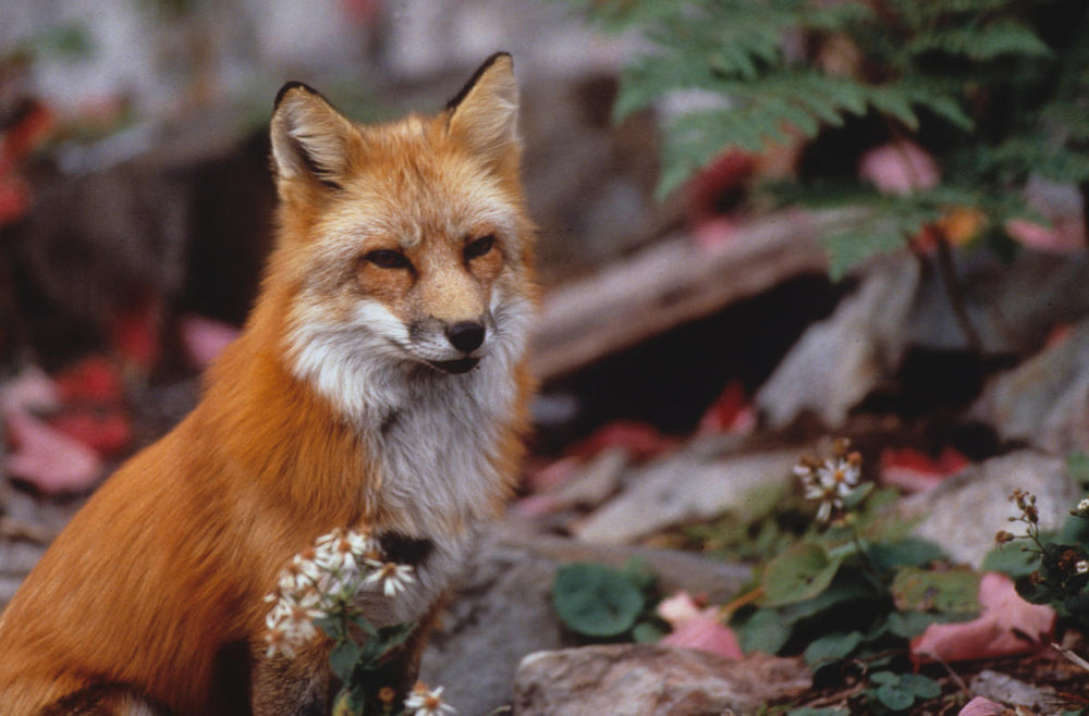 Adopt a Red Fox | Plush & Certificate Gift Kits