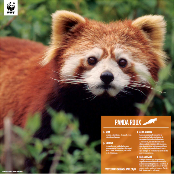 National Geographic - Peluche Panda roux 24 cm