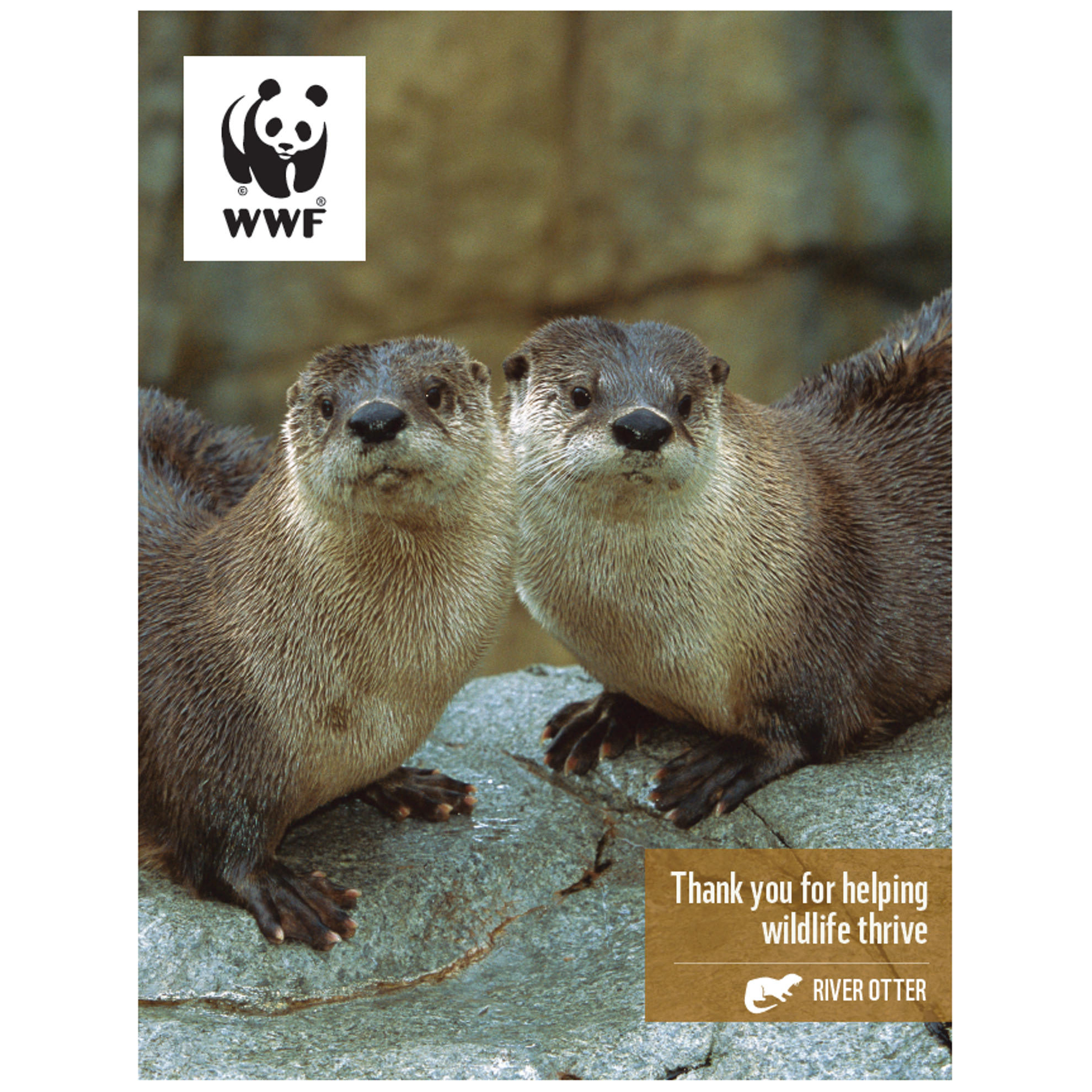River otter digital adoption - WWF-Canada