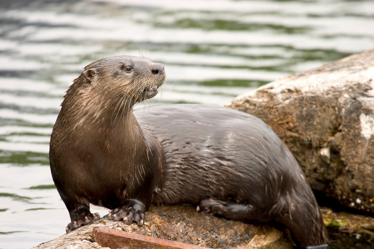 Adopt store an otter