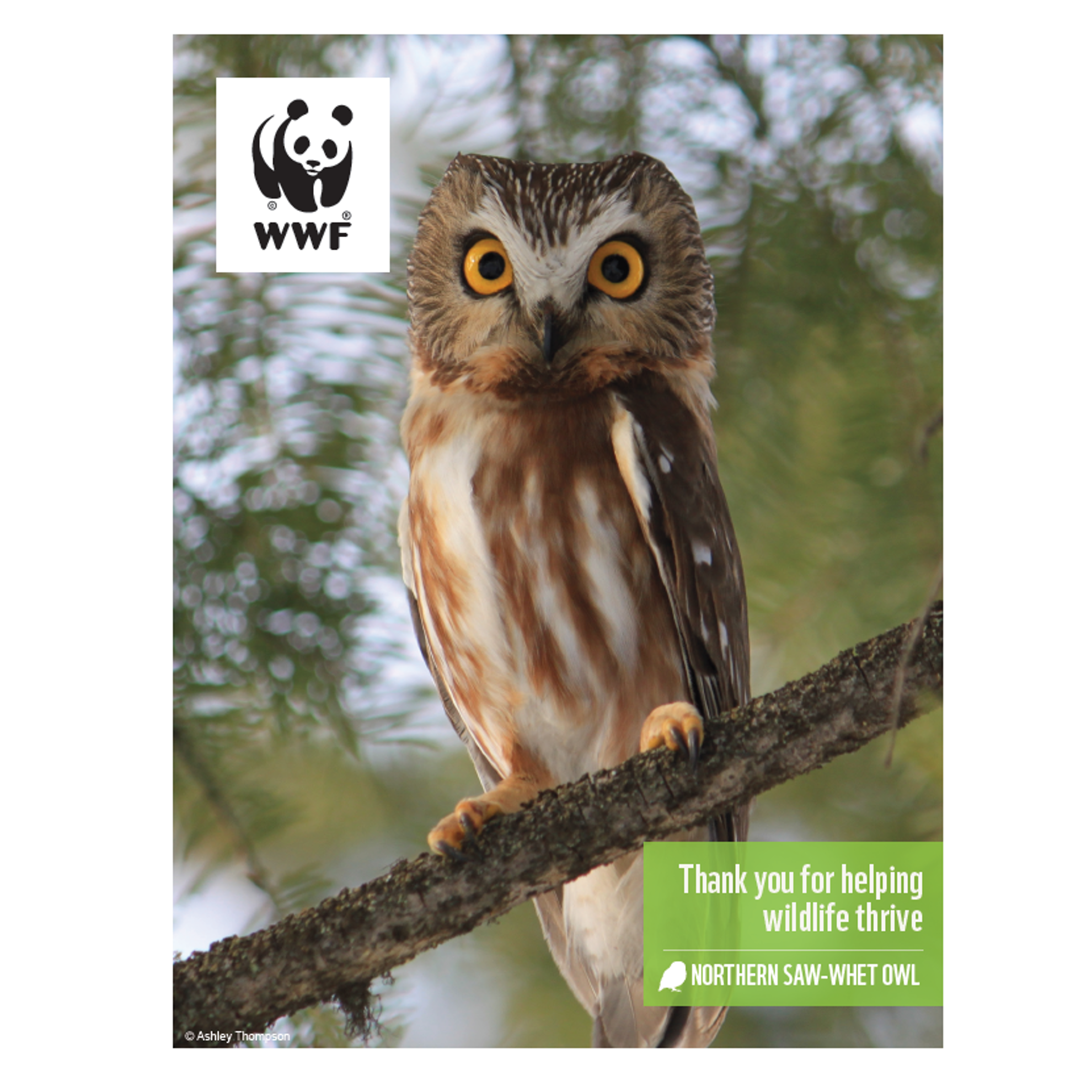 Saw-whet owl digital adoption - WWF-Canada