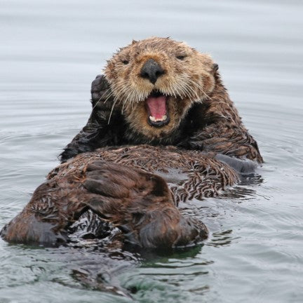 Sea otter - WWF-Canada