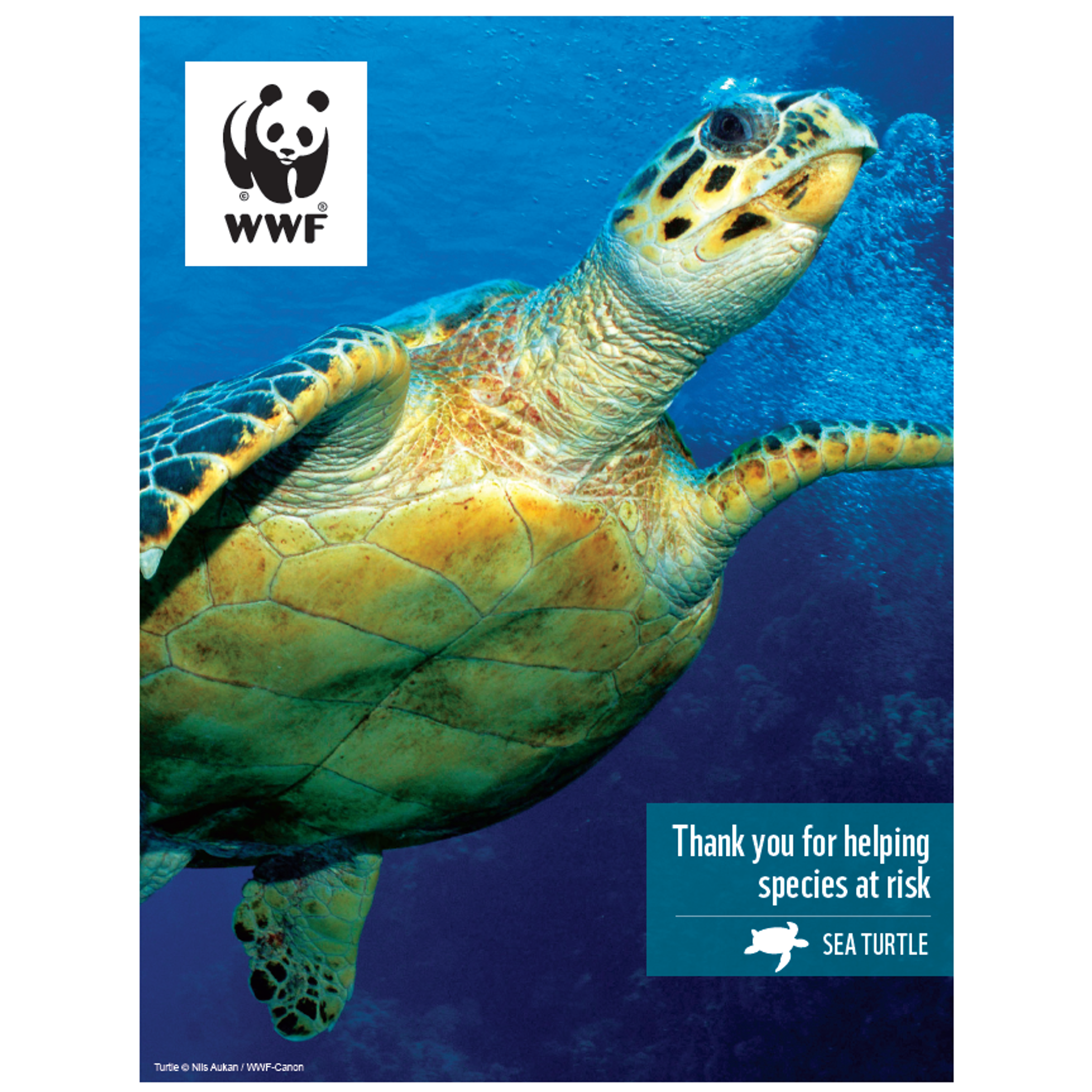 Sea turtle digital adoption - WWF-Canada