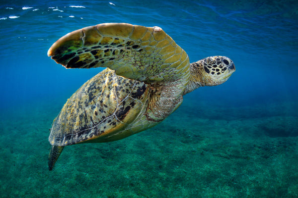 Adopt A Sea Turtle 