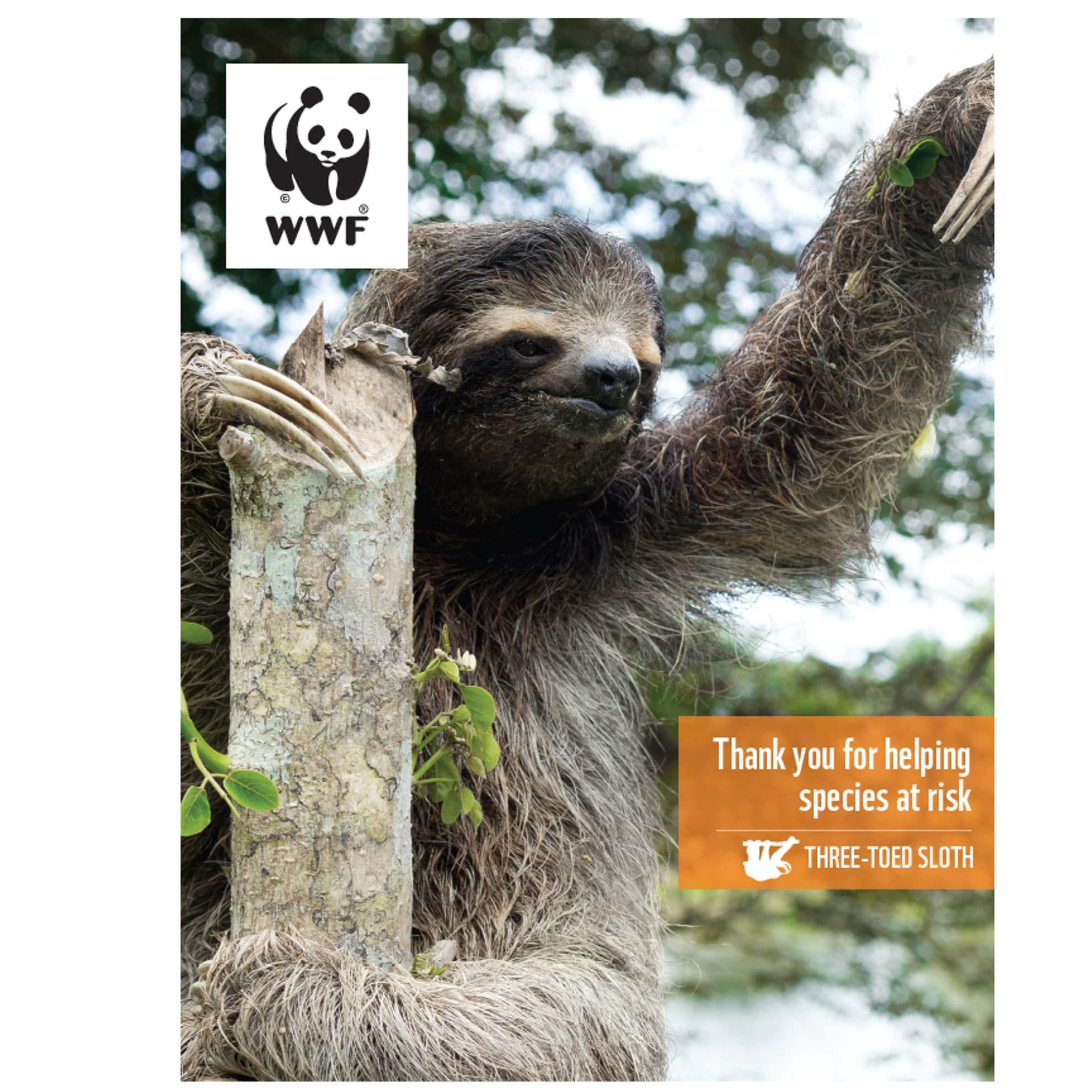 Three-toed sloth digital adoption - WWF-Canada