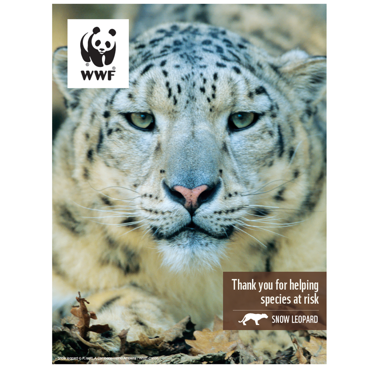 Snow Leopard Digital Adoption | WWF-Canada