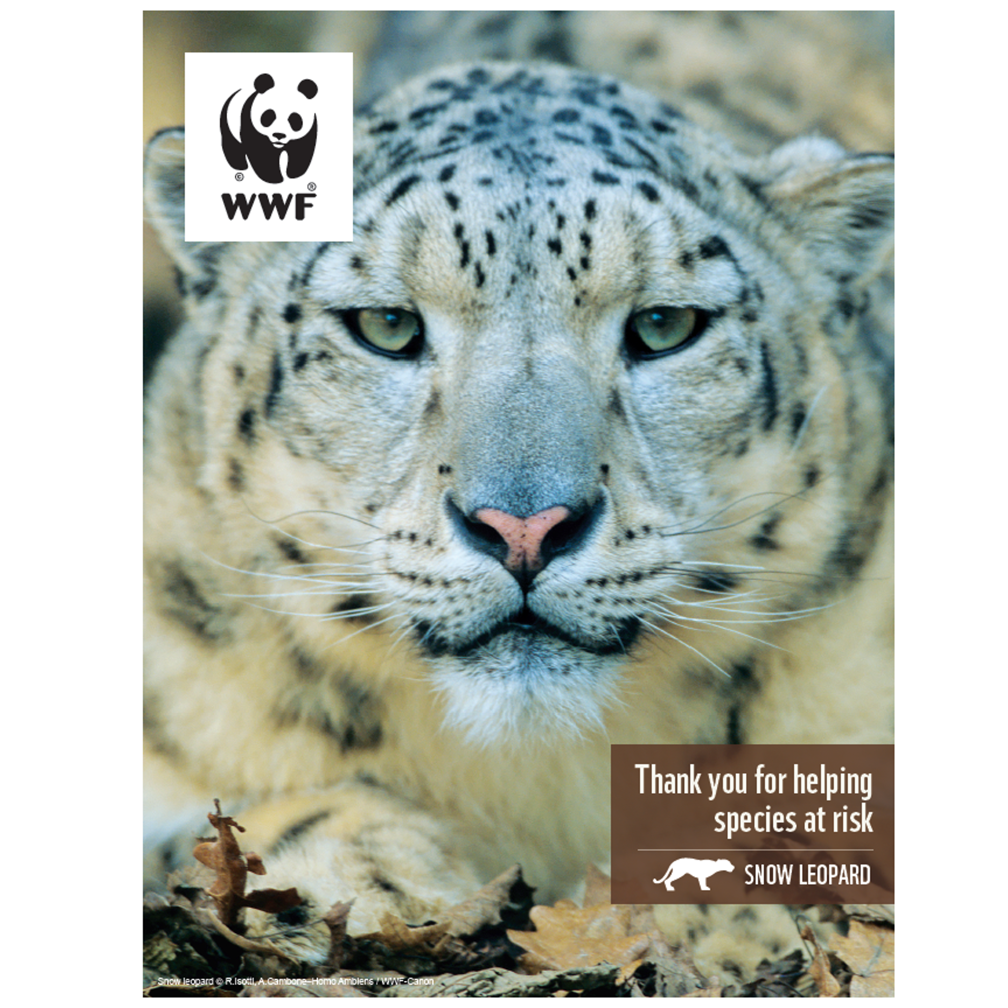 Snow leopard digital adoption - WWF-Canada