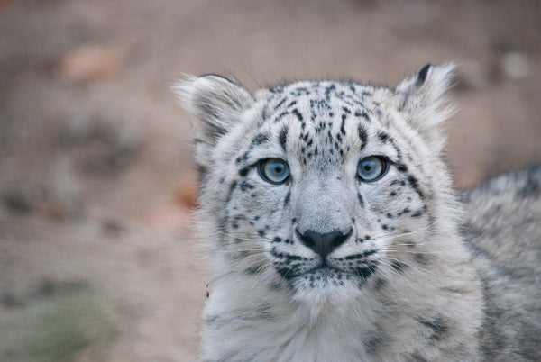 Adopt a Snow Leopard | Plush & Certificate Gift Kits