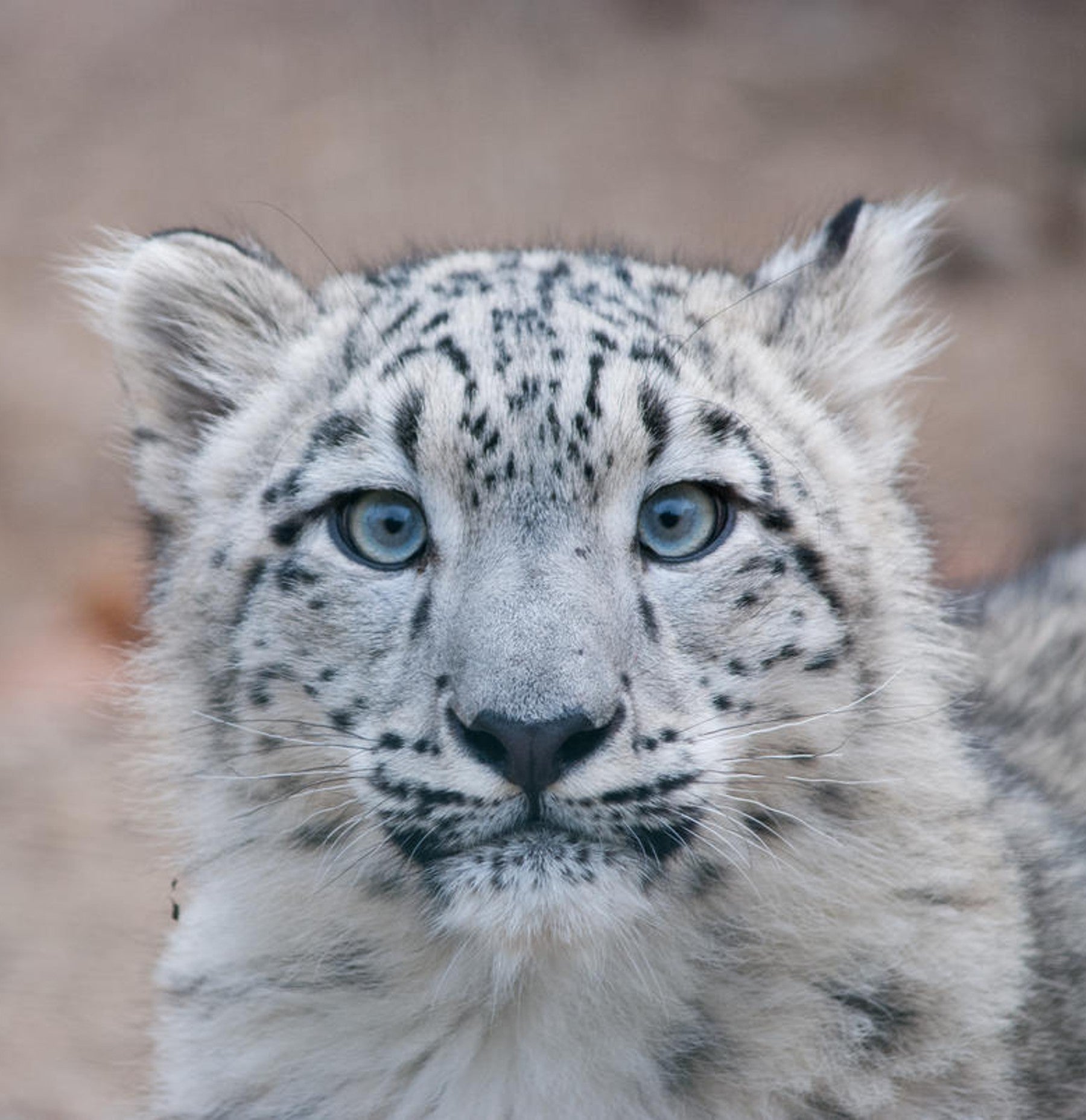 Snow leopard digital adoption - WWF-Canada