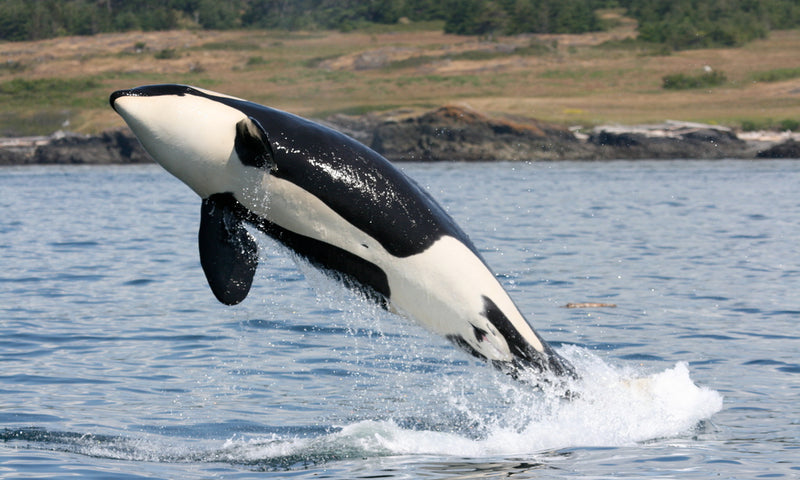 Adopt an Orca | Plush & Certificate Gift Kits