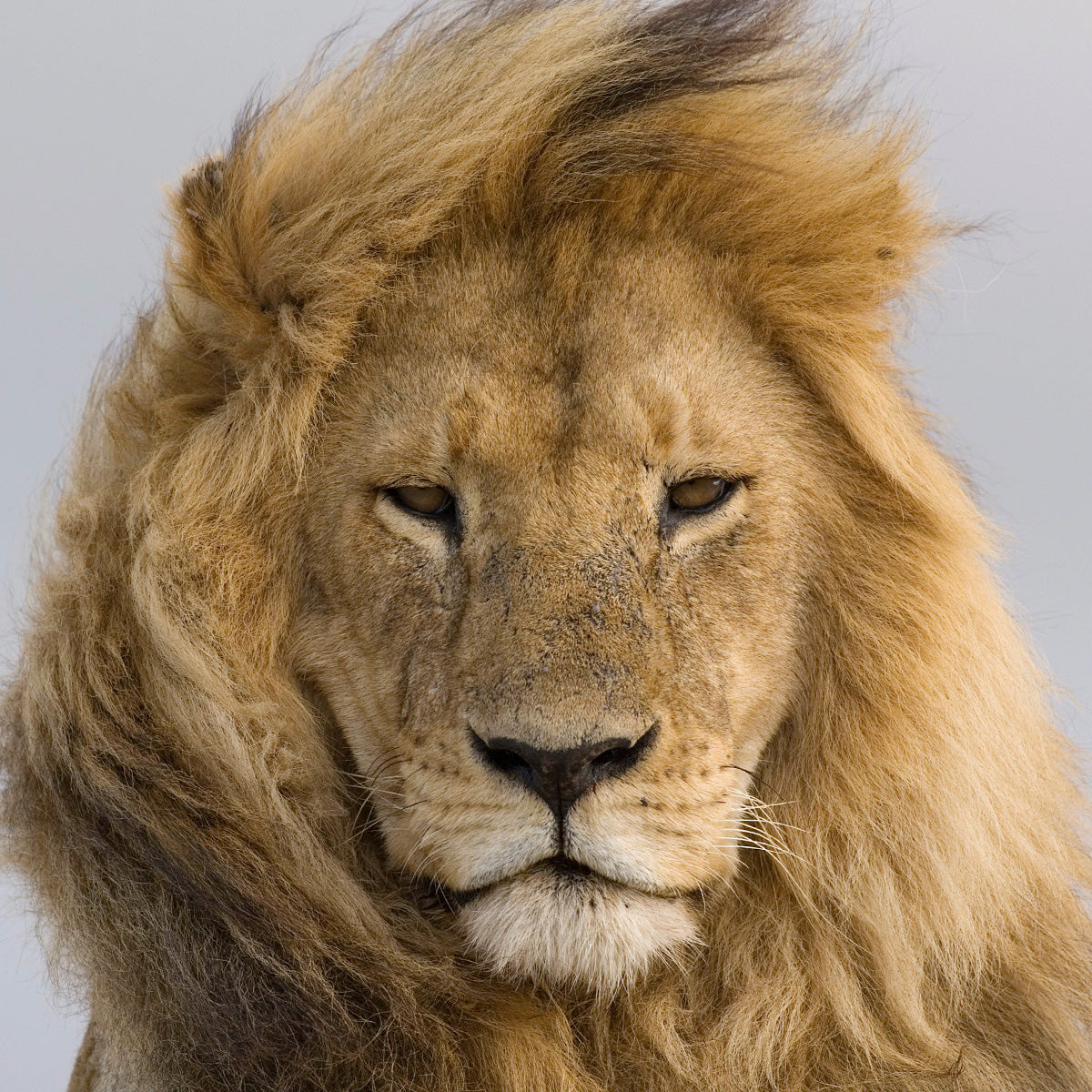 A close up photo of a male lion 