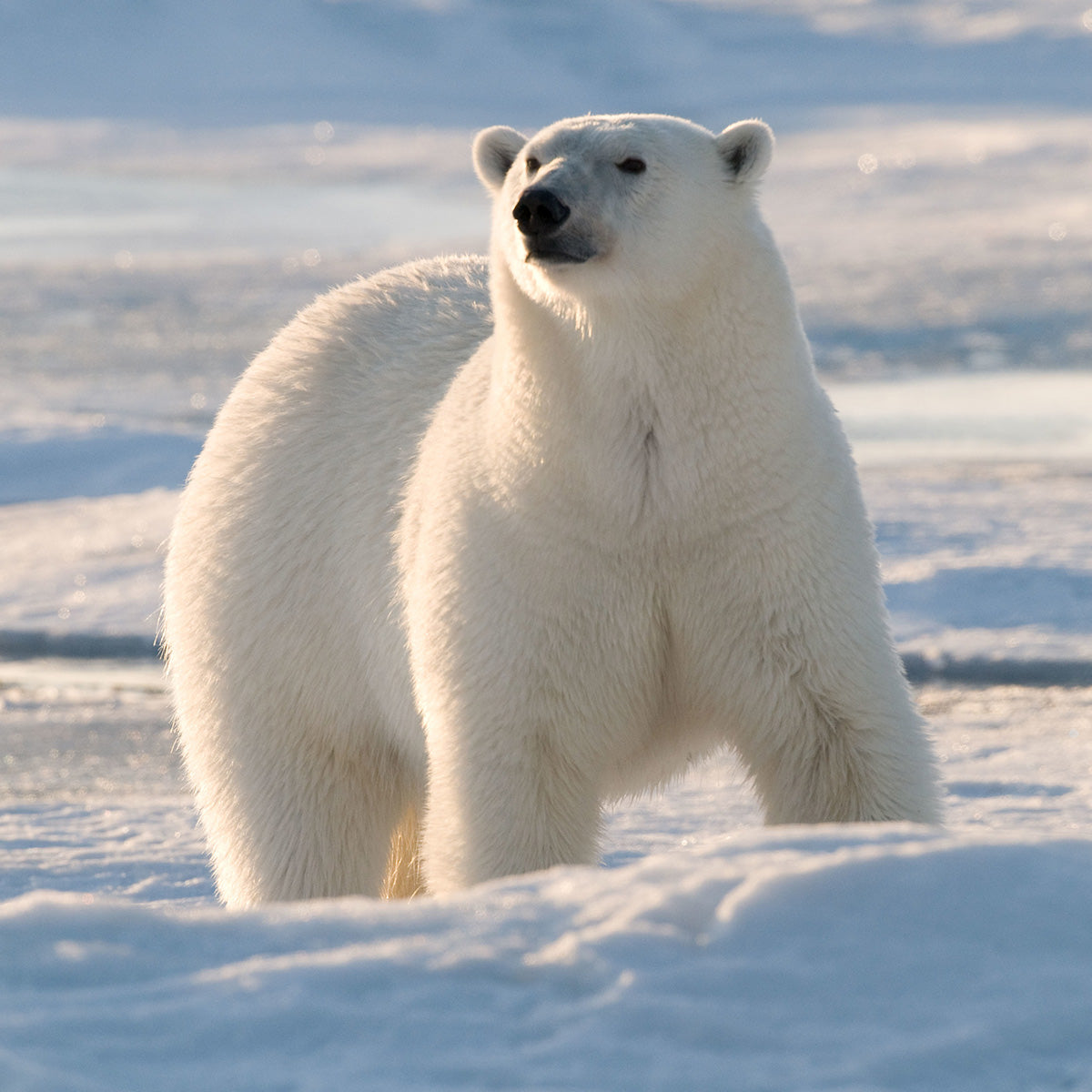 A polar bear standing in the Arctic tundra