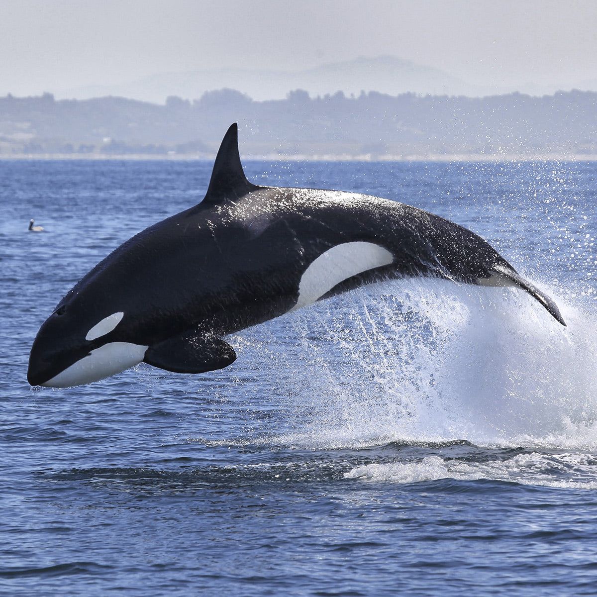 A photo of an orca jumping out of the water