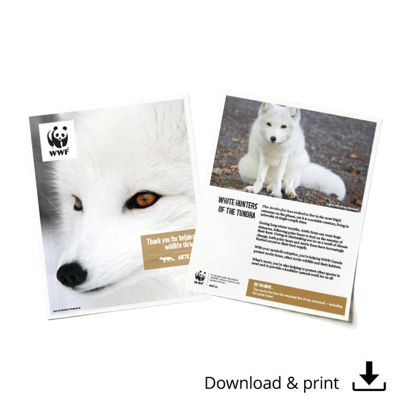 Arctic fox digital adoption - WWF-Canada
