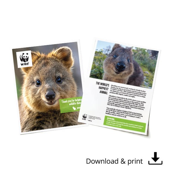 Quokka digital adoption - WWF-Canada