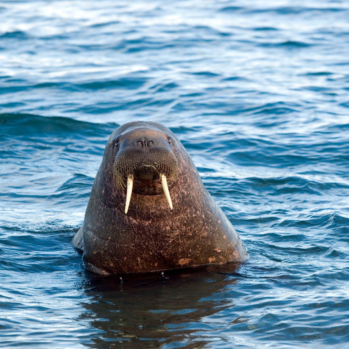 Walrus adoption card
