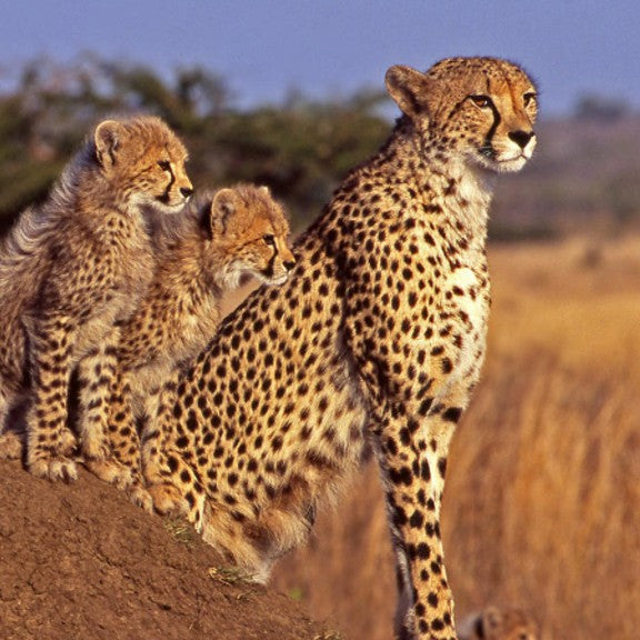 Cheetah digital adoption - WWF-Canada