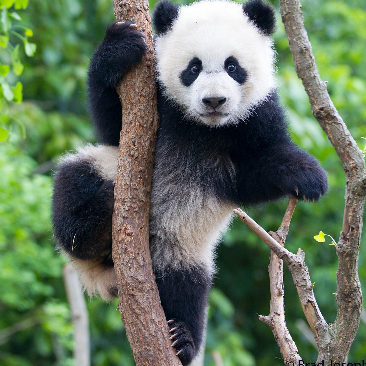 A photo of a young giant panda climbing a tree
