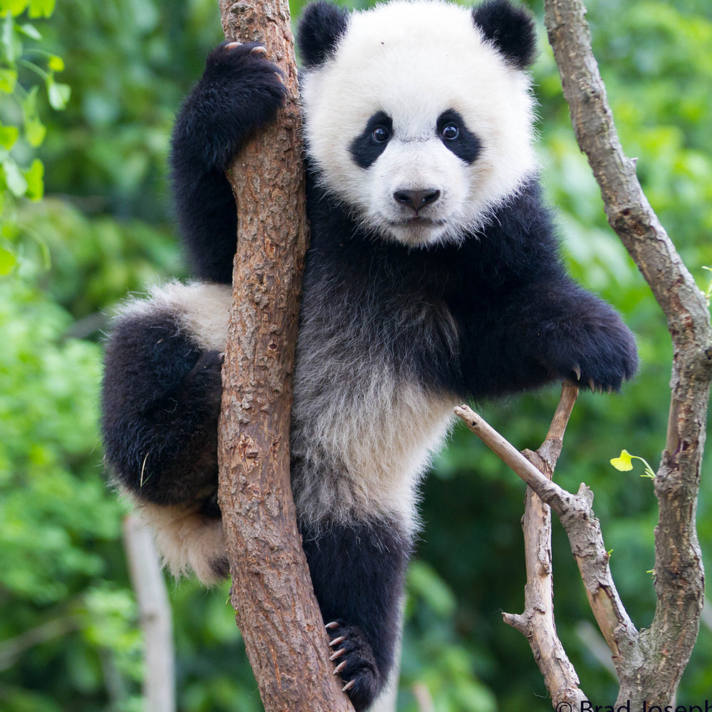 giant-panda-WW230176.jpg