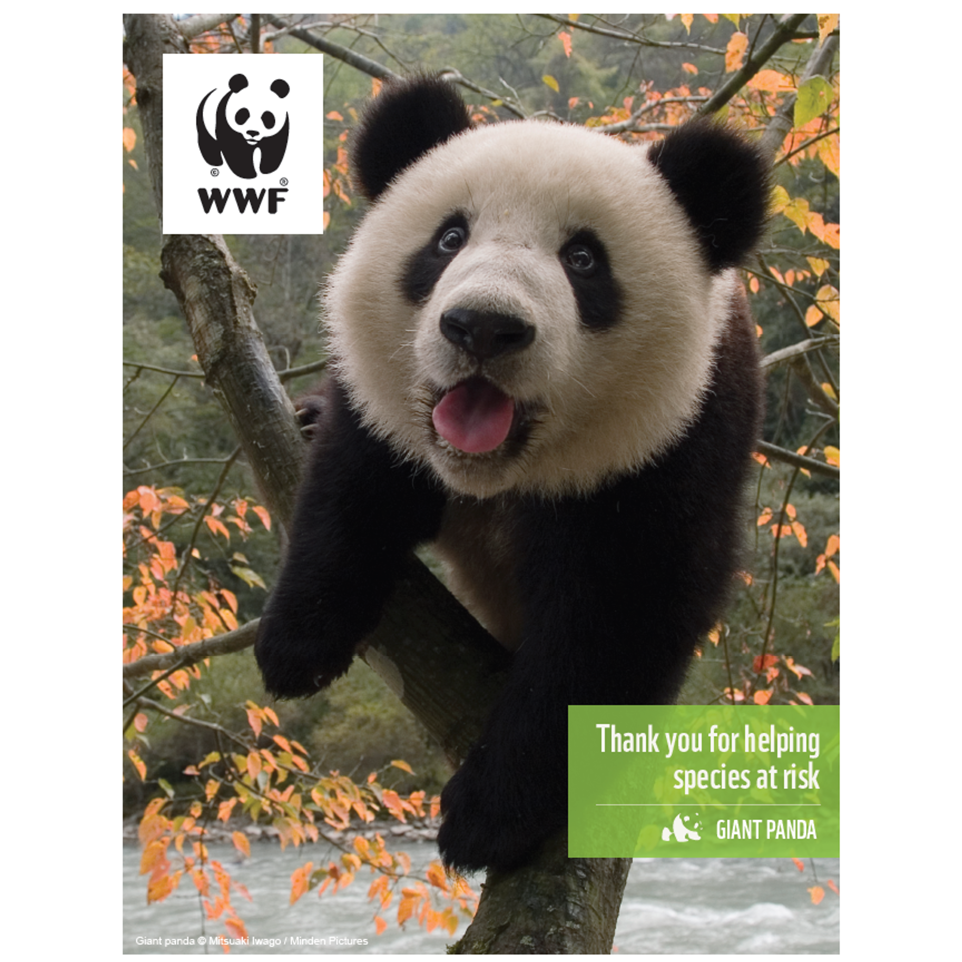 Giant panda digital adoption - WWF-Canada