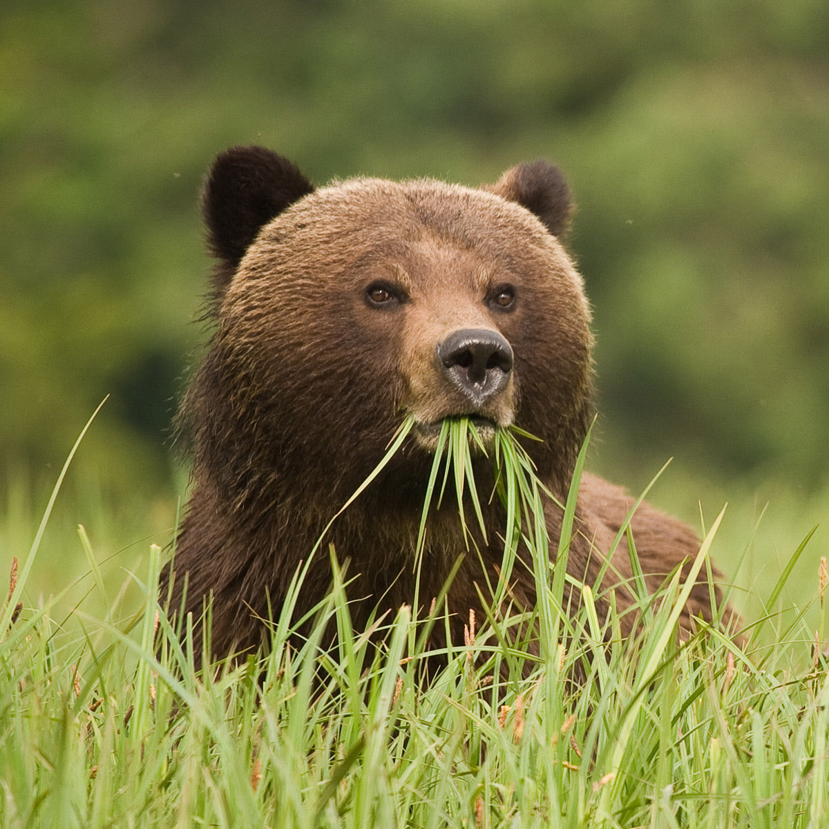 A close up photo of a grizzly bear eating grass