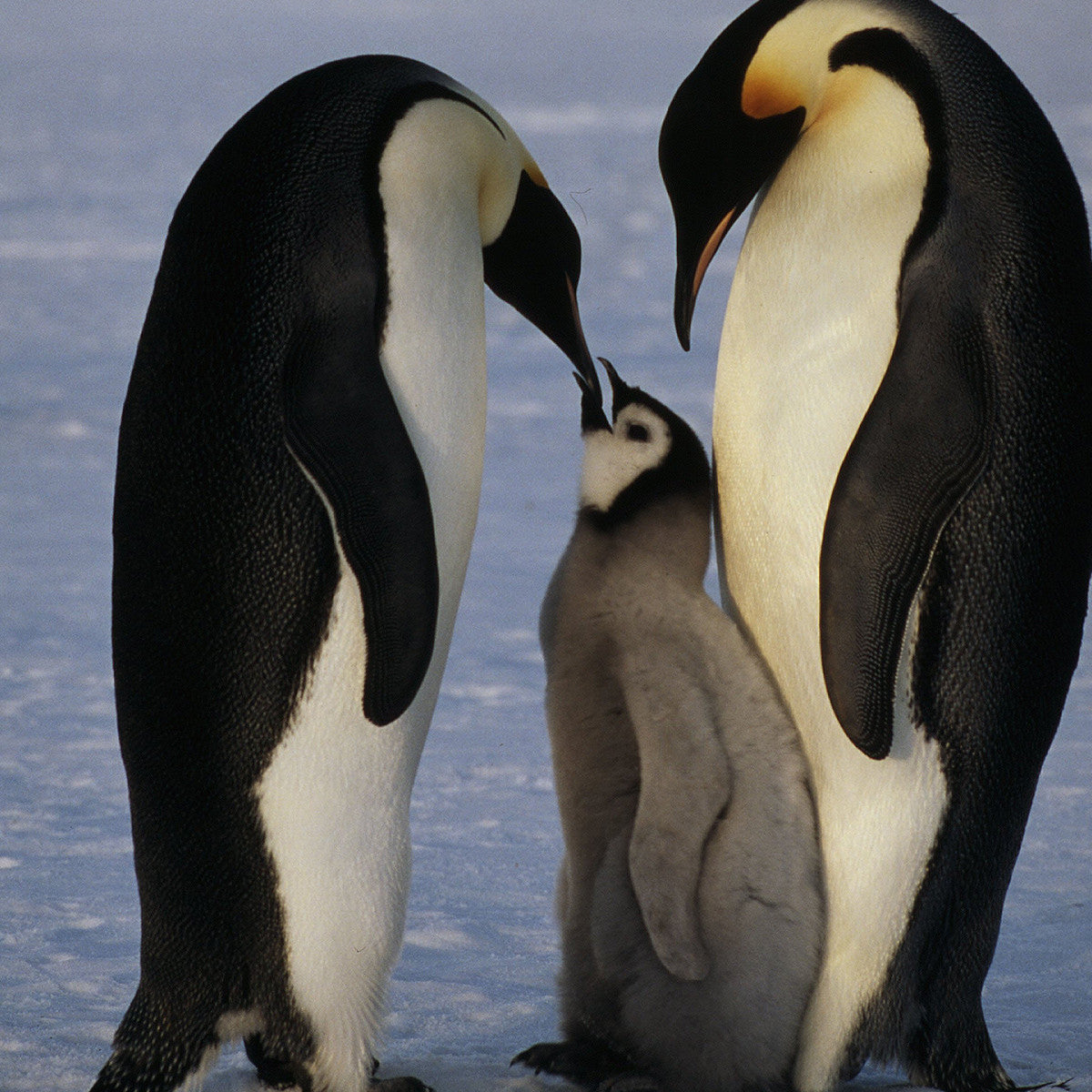 A photo of an emperor penguin mother and father feeding their young chick