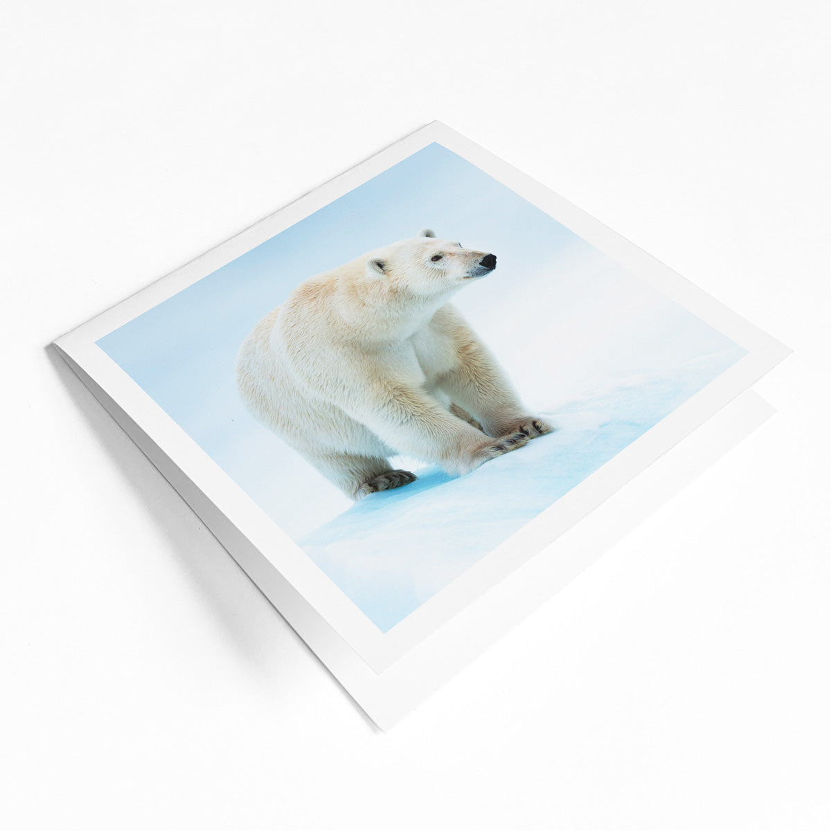 Canadian species greeting card bundle (4 pack) - WWF-Canada