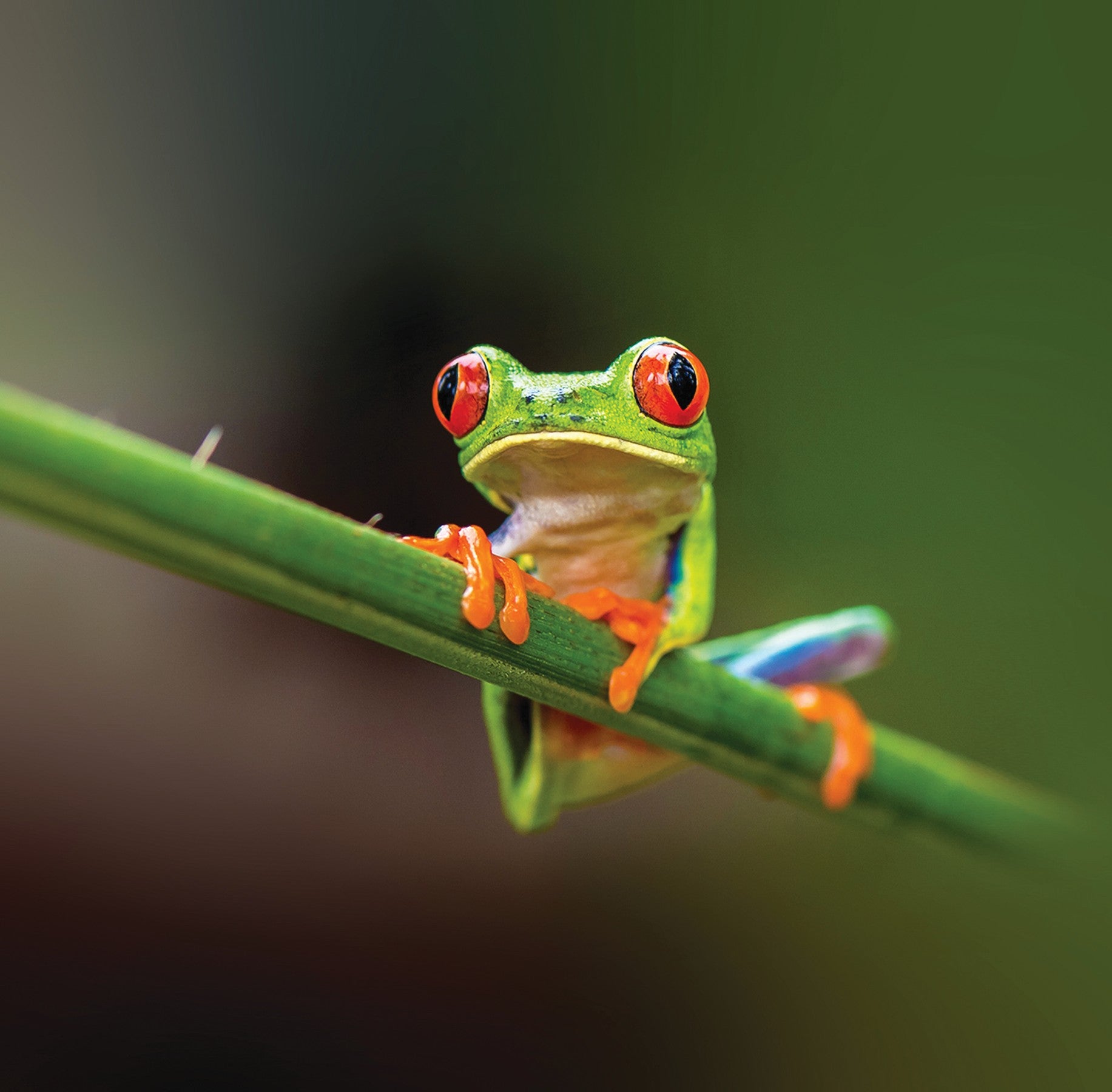 Red-eyed tree frog digital adoption - WWF-Canada
