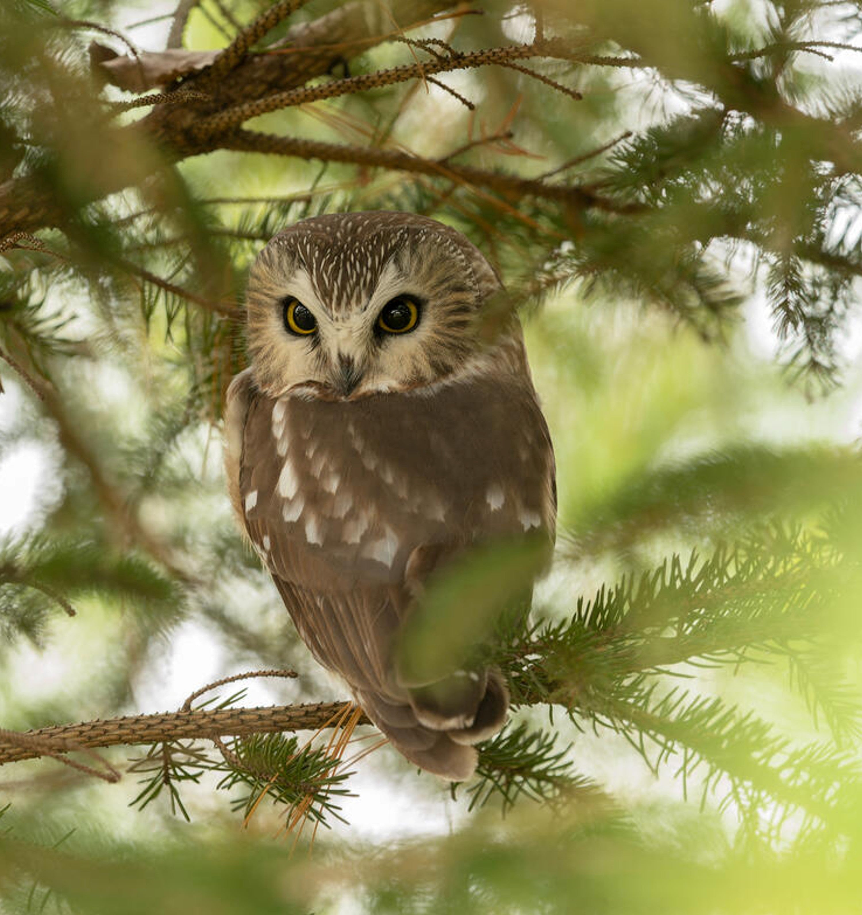 Saw-whet owl digital adoption - WWF-Canada