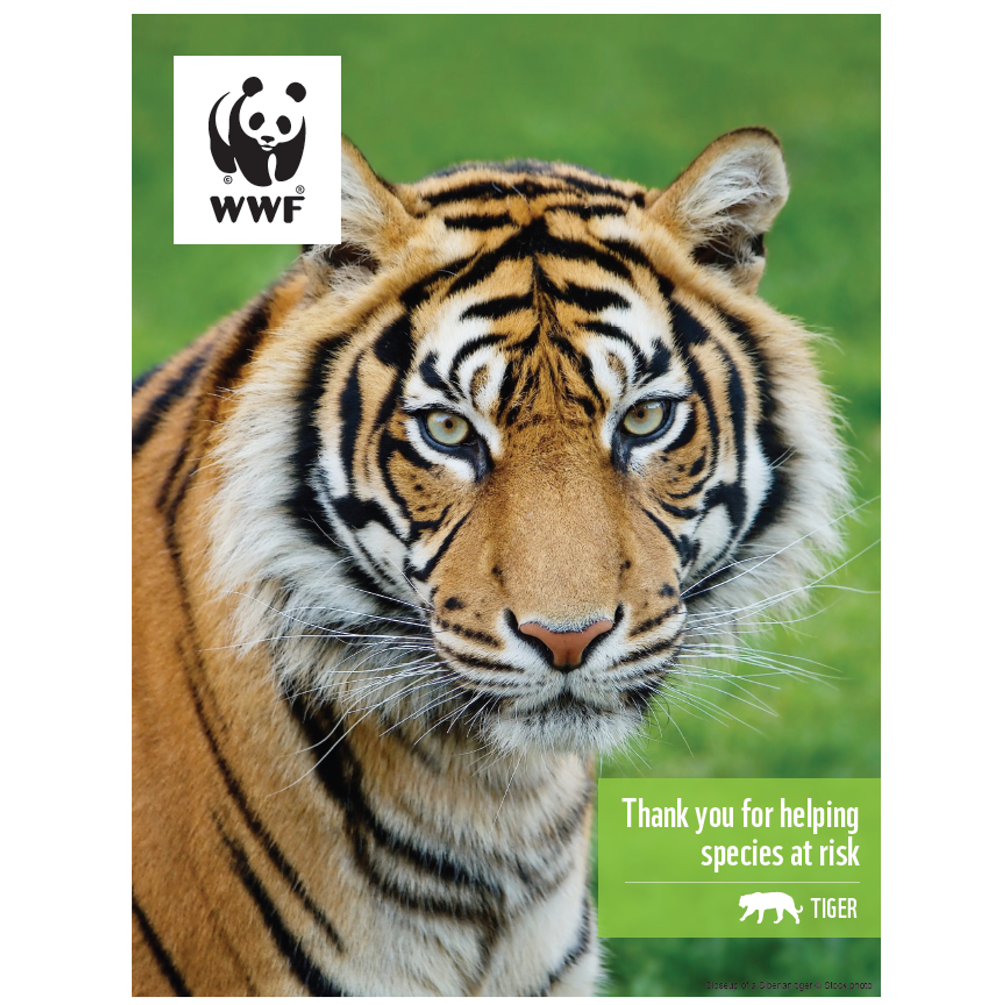 Tiger digital adoption - WWF-Canada
