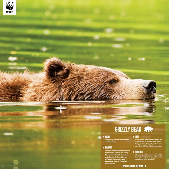 Adopt a Grizzly Bear Symbolic Adoptions from WWF
