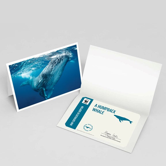 image of a humpback whale card and certificate 