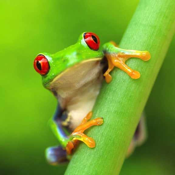 red-eyed tree frog image