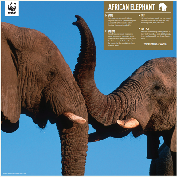 A picture of the inside poster featuring the African elephant with facts