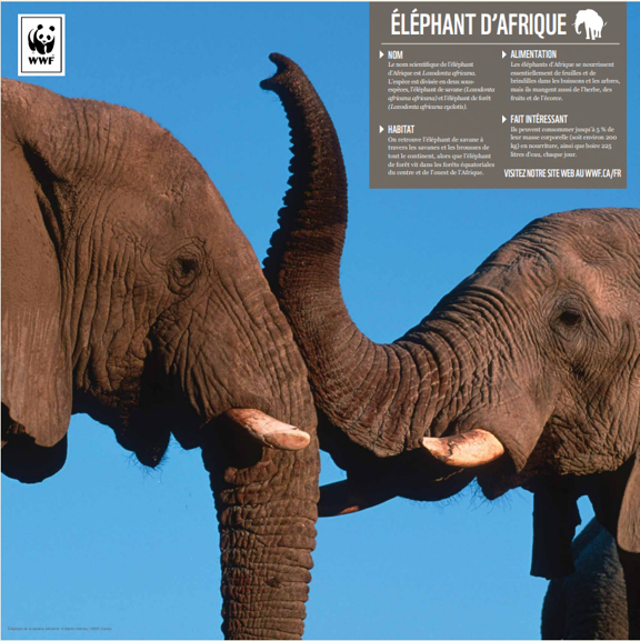 Éléphant d’Afrique - WWF-Canada