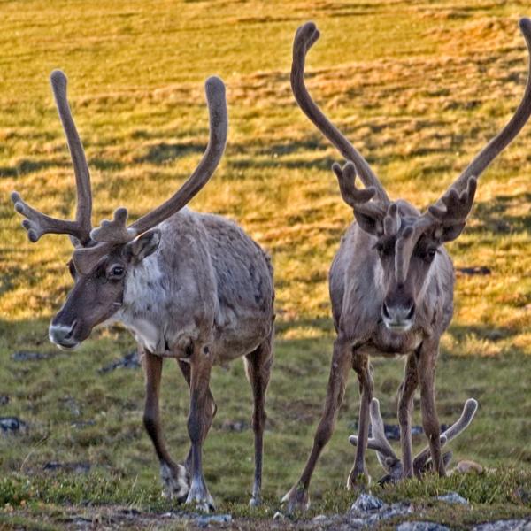 redonnons espoir au caribou de l’Arctique - WWF-Canada