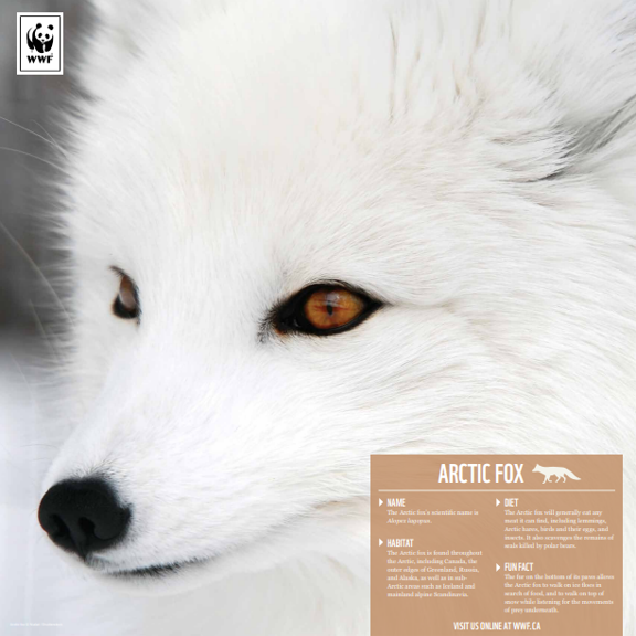 A picture of the arctic fox poster 