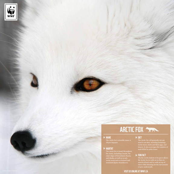 Arctic fox family - WWF-Canada