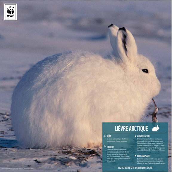 Lièvre arctique - WWF-Canada