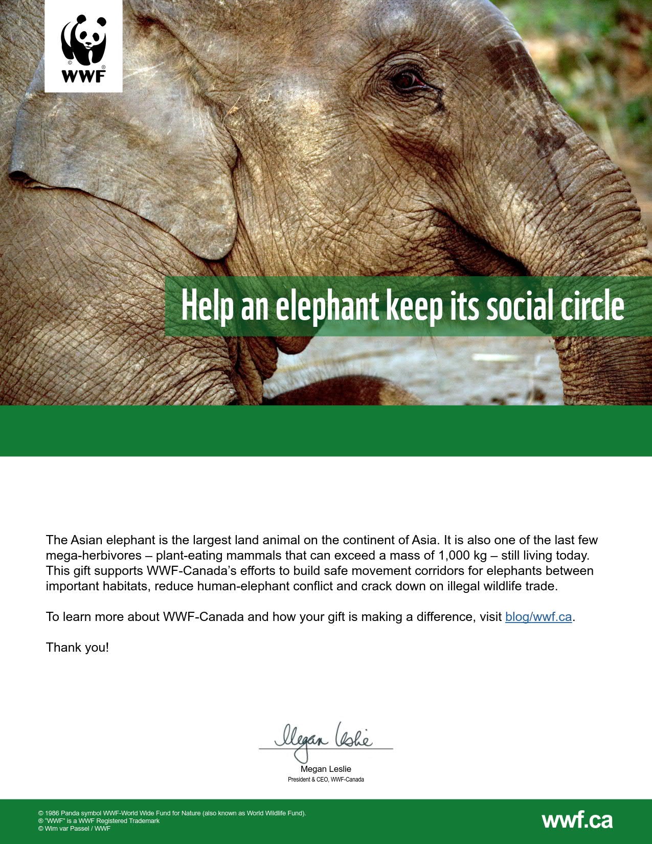 protect an elephant's social circle - WWF-Canada