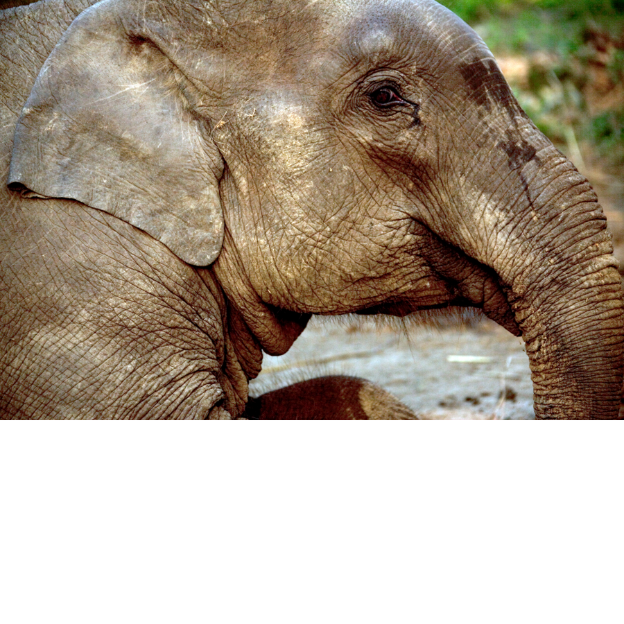 An Asian elephant