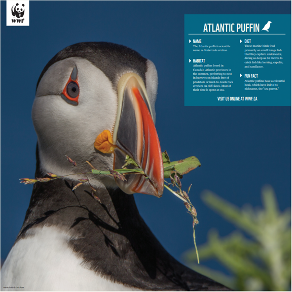 A picture of the Atlantic puffin poster