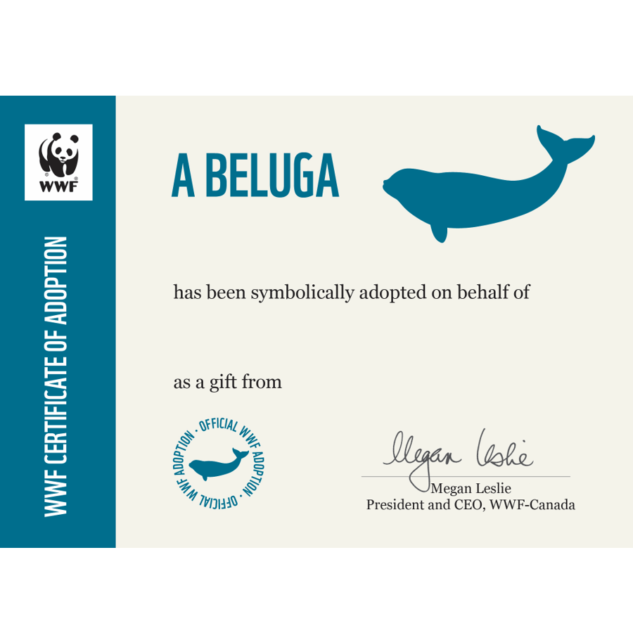 Beluga adoption certificate