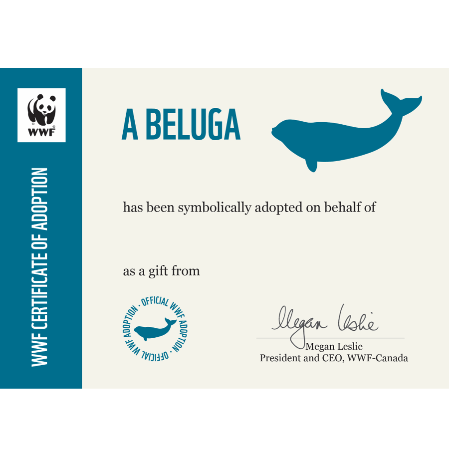 Beluga whale - WWF-Canada