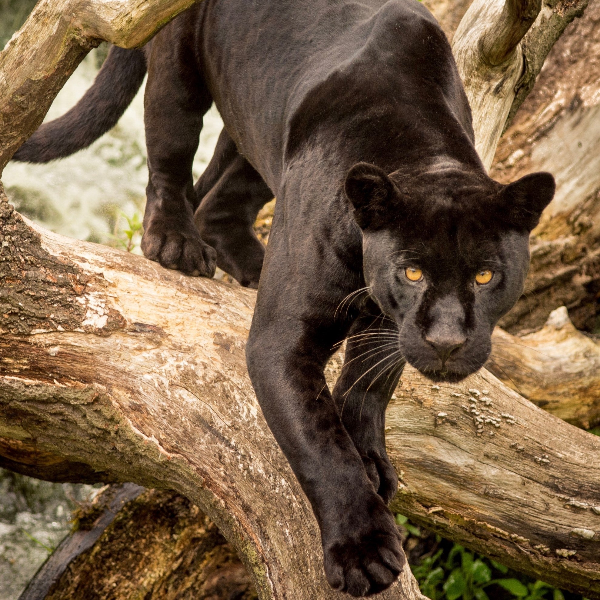 A picture of a black jaguar prowling 