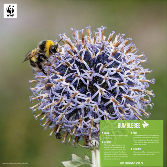 Bumblebee - WWF-Canada