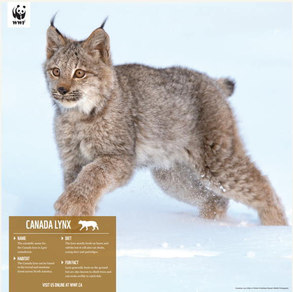 a picture of the Canada lynx poster