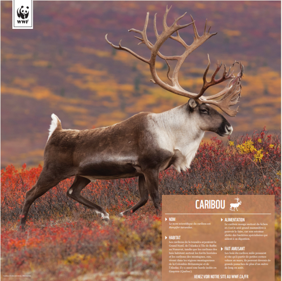 Caribou (Renne) - WWF-Canada